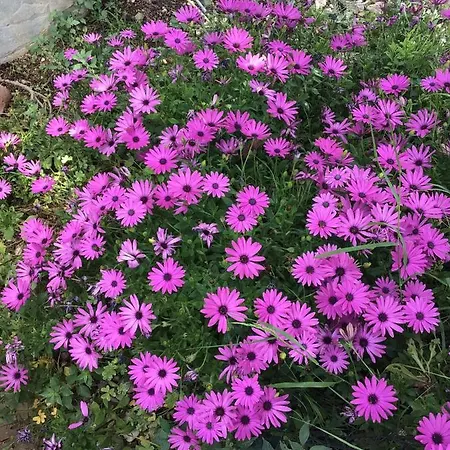 Casa vacanze Panos And Chrisas House *