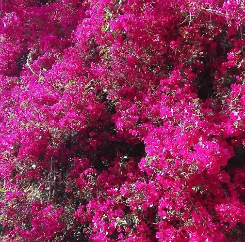 Panos And Chrisas House *