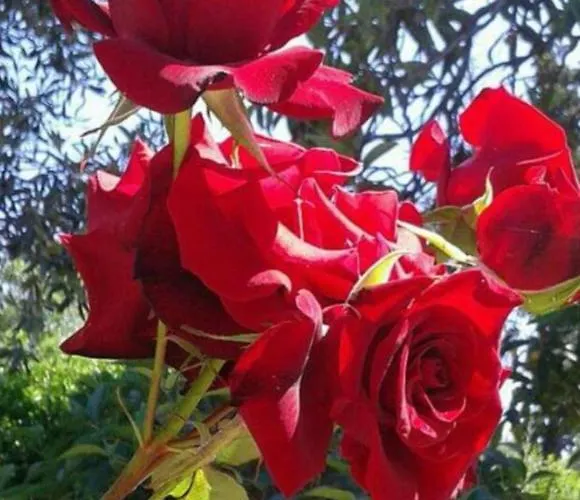 Panos And Chrisas House Drepano (Argolis)