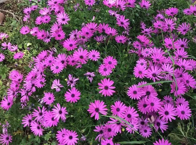 Casa de Férias Panos And Chrisas House *